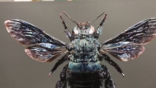 Artista crea un realista retrato de un insecto