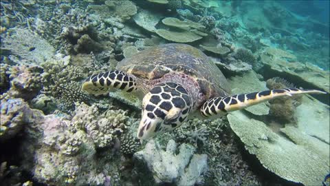 Maldives Short Snorkeling video Part 14