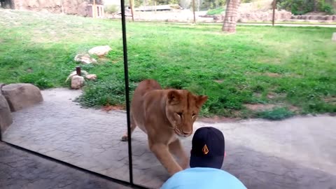 Man Has A Field Trip Playing With Lionesses At The Zoo