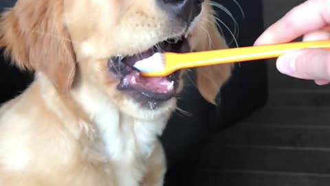 Ellie loves to have her teeth brushed,good girl.