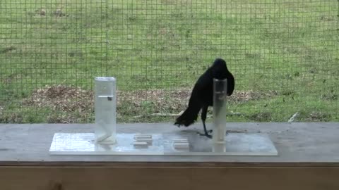 Causal understanding of water displacement by a crow