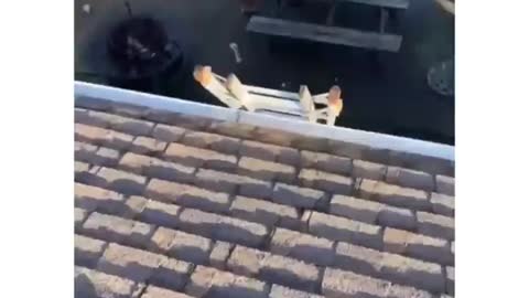 Dog Climbs Ladder To Join Owner At The Roof Of The House