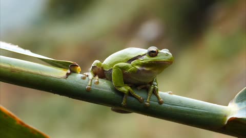 Trendy Frog Wonderfu, Amazing bullfrog protect cute rain frog 🐸 they are good friend