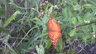 Borboleta laranja é vista numa planta, ela está com a asa direita partida [Nature & Animals]