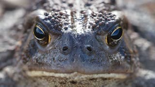 Black Eye Crocodile Focus On His Pray