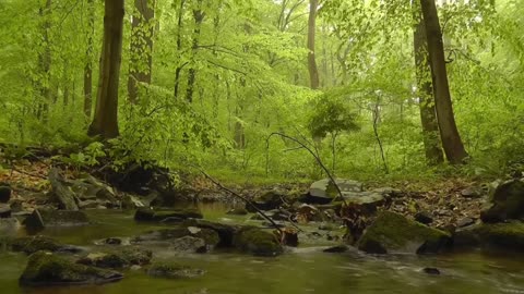 Enchanting Forest View with Calming Music