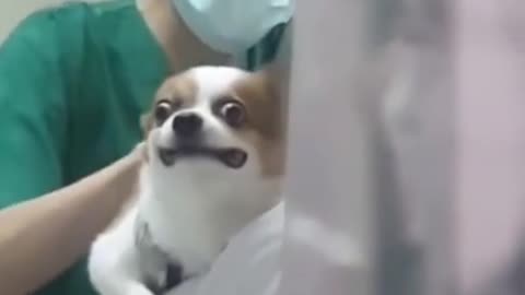 Look at this dogs hilarious reaction 🤣🤣