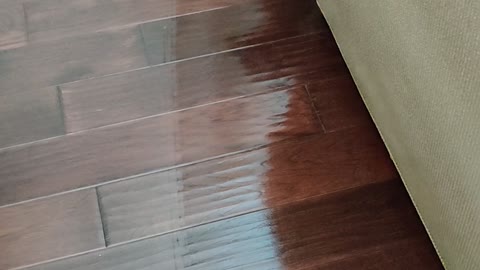 Puppy scrambles on slippery floor trying to escape the scary mop