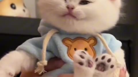 Cute cats video compilation 120