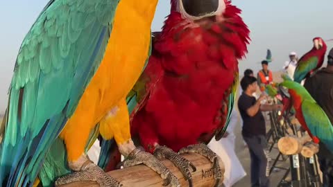Crazy parrot viral cute parrot