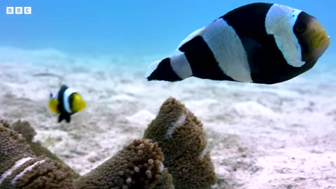 Amazing Clownfish Teamwork