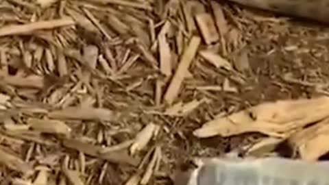 Watch a king cobra shed its skin