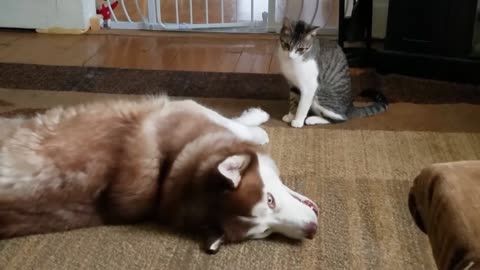 Cat bullies dog