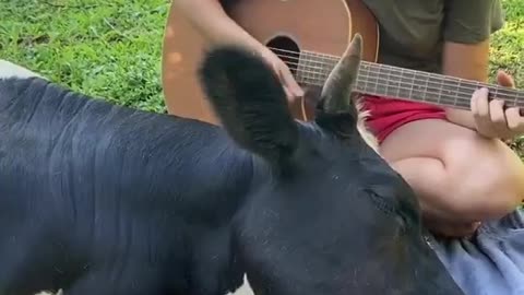 Musik und Tier
