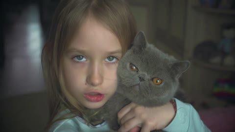 The pretty girl plays with a gray cat at home. Exotic shorthair cat