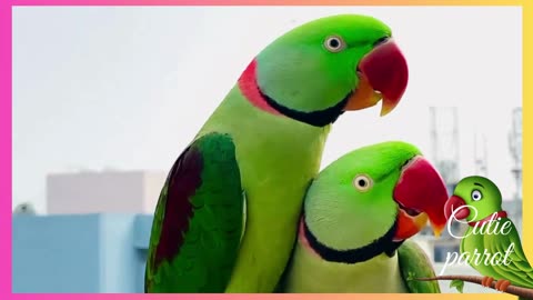 vlog 38 🦜 Buggu And Miththu 🦜 #shortvideo #kaziajaz5 #viral #india #parrottalking #reel #birds