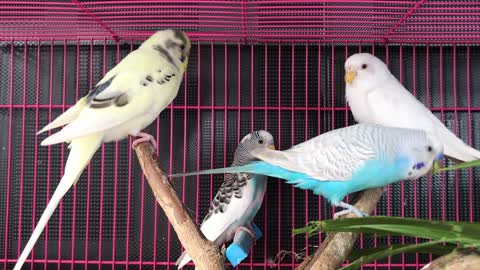 Colored Parakeets