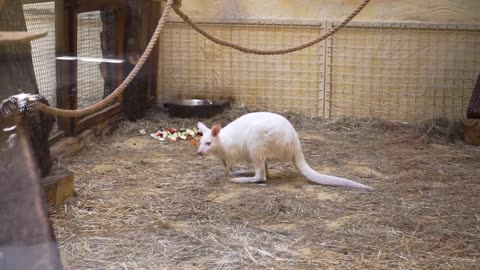 White kangaroo is at the zoo