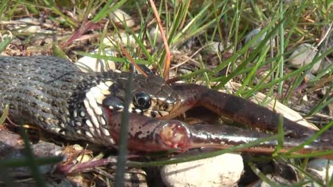 Ringelnatter verschlingt Frosch │ Grass snake devour frog