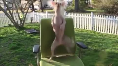Hilarious /Funny Dancing Dogs Compilation Try Not To Laugh 2021
