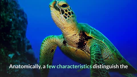 Green Ocean Turtle || Portrayal, Attributes and Realities!