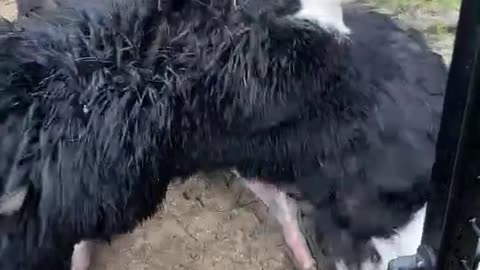 THIS OSTRICH WOULD BEAT YOU ON A DANCE OFF