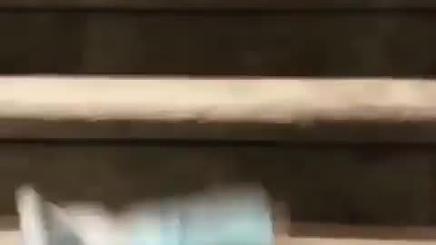 Poor doggy falls stairs