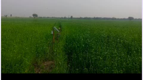 100 acres Wheat in Sindh مَا شَاءَ ٱللَّٰهُ