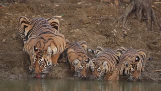 Gorgeous Mama Tiger and Cubs Take a Drink