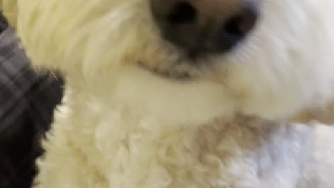 Funny Dog Mini Goldendoodle