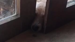 White dog trying to get treat but is not able to