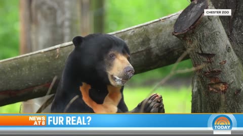 This💥Chinese🎪Zoo💥Sun🌞Bear🐻Named Angela👻Has💥Been〽️Misgendered🤪Multiple🎷Times🔂On🤣Live🎙️Air🌬️And Told🗣️She👀Wasn't🤔Real👀💥😎🍺