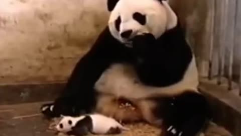 Try Not To Laugh or Grin While Watching Funny Animals Compilation 2021
