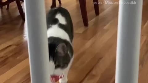 Cat plays fetch