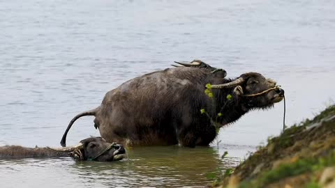 Happy buffalo drinking by the river