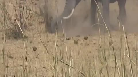 An elephant was bullying a young calf