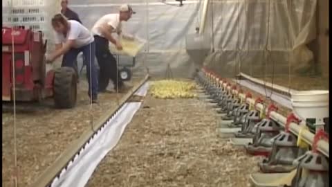 Placing 20,000 Chicks in a Chicken Barn