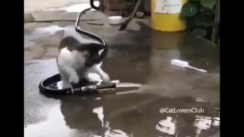 Funny cat. Cat video