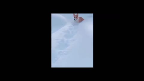 Cute Corgi Jumping Through Thick Snow Ice