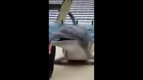 Cute dolphin showing love by kissing his trainer.