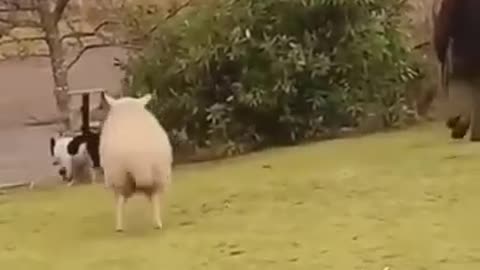 Bouncing lambs