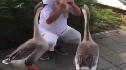 This man should be known as the goose whisperer