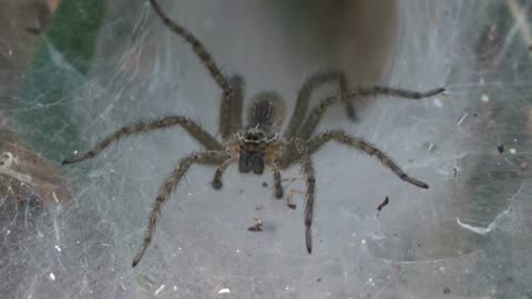 Les 10 araignées les plus effrayantes du monde animal