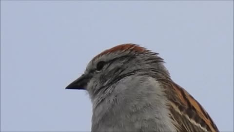 Little Bird Singing It's Songs