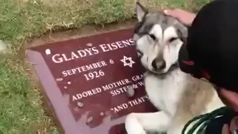 My heart is touched by this dog