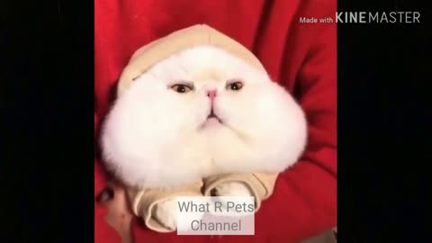 funny cat videos too cute #6