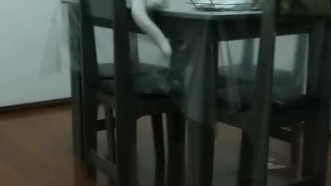 Cat Fails to Jump onto Table Resulting in Chair Crash