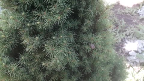 Snail in spruce