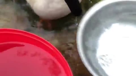 angry goose