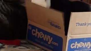 Cat box hits other cat falls